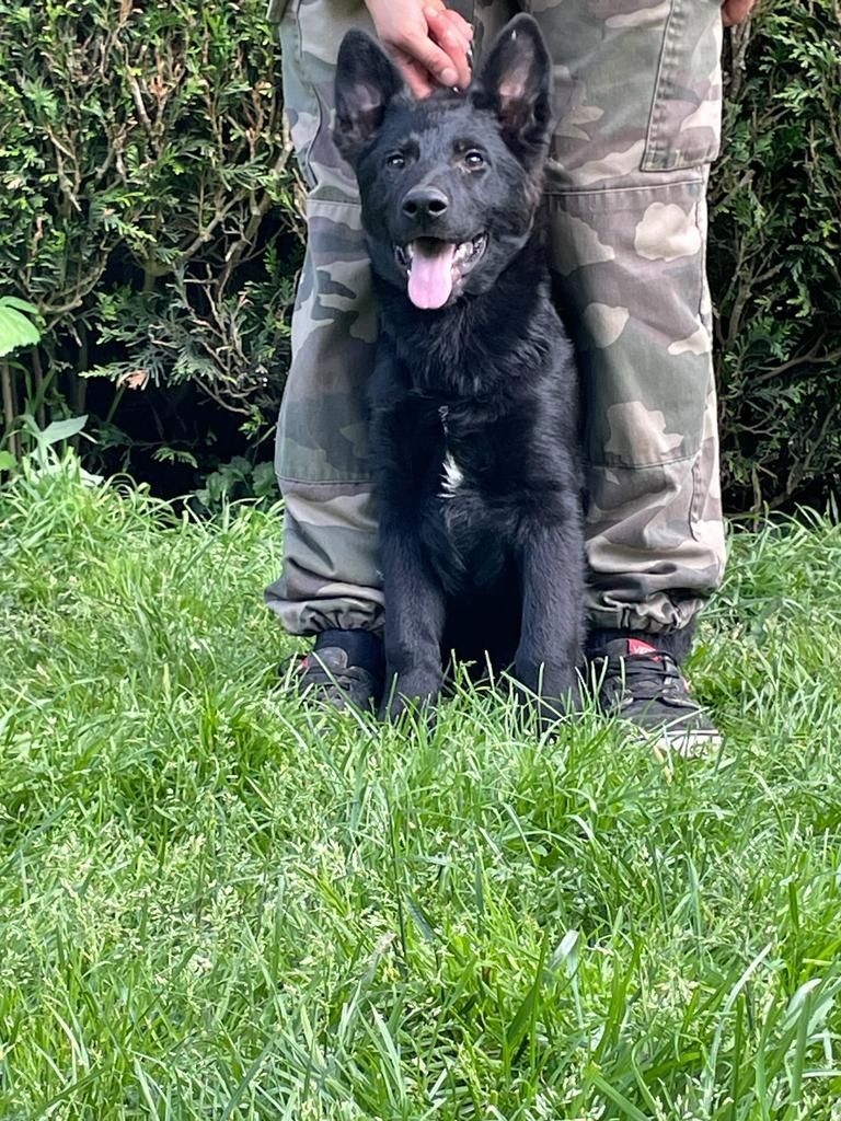 De La Team Bobr - Chiots disponibles - Berger Allemand